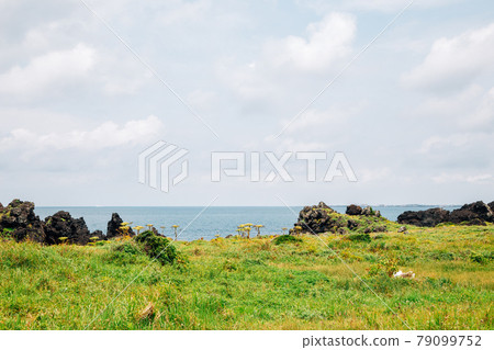 Jongdal-ri beach and grass field in Jeju Island, Korea 79099752