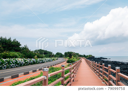 Jongdal-ri beach hydrangea flowers road in Jeju Island, Korea 79099758