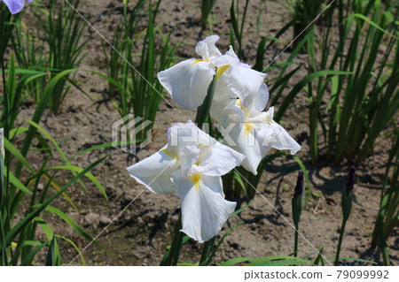 Fukuyama Heikedani Hanashobuen 79099992