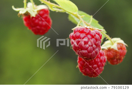 Red raspberries 79100129