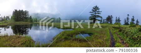 初夏被晨霧包圍的寶平沼澤 79100316