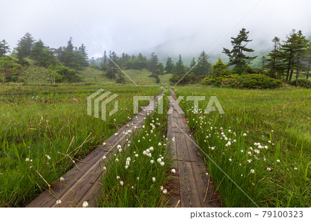 初夏被晨霧包圍的寶平沼澤 79100323
