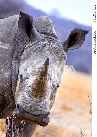 White Rhinoceros, Khama Rhino Sanctuary, Botswana White Rhinoceros, Khama Rhino Sanctuary, Botswana 79100412