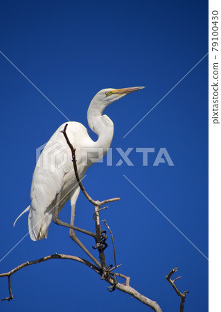 Great White Egret, Chobe National Park, Botswana 79100430