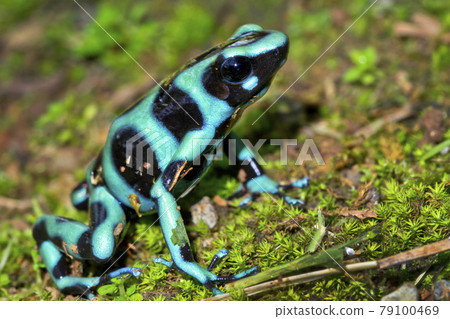 Green and Black Poison Dart Frog, Tropical Rainforest, Costa Rica 79100469