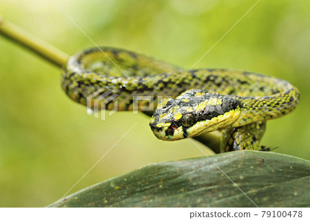 Sri Lankan Green Pit Viper, Sinharaja National Park Rain Forest, Sri Lanka Sri Lankan Green Pit Viper, Sinharaja National Park Rain Forest, Sri Lanka 79100478