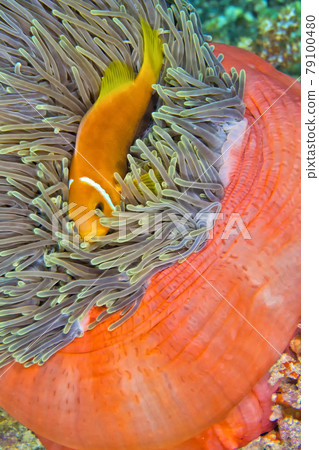 Blackfinned Anemonefish, Magnificent Sea Anemone, South Ari Atoll, Maldives Blackfinned Anemonefish, Magnificent Sea Anemone, South Ari Atoll, Maldives 79100480