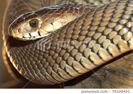 Mozambique Spitting Cobra, Wildlife Reserve Botswana Mozambique Spitting Cobra, Wildlife Reserve Botswana 79100481
