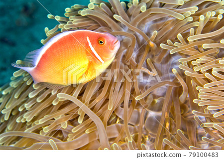 Pink Anemonefish, Lembeh, North Sulawesi, Indonesia Pink Anemonefish, Lembeh, North Sulawesi, Indonesia 79100483