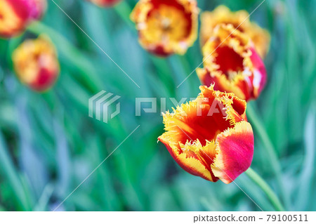 Bright flowers of tulips on a tulip field on a sunny morning 79100511