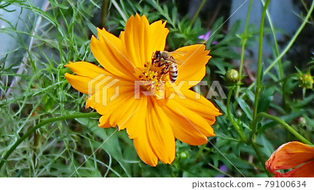 Bees sucking the nectar of orange cosmos 79100634