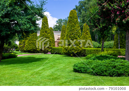 a park with evergreen shorn thujas and hedges among the deciduous trees of the garden and a lawn on a meadow with grass on a sunny spring day, nobody. a park with evergreen shorn thujas and hedges among the deciduous trees of the garden and a lawn on a meadow with grass on a sunny spring day, nobody. 79101008