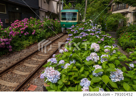 鎌倉和伊諾的繡球花 79101452