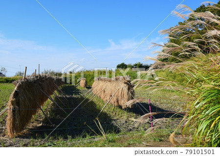 國立明石海峽公園 神戶地區 里山愛奈公園 Shirabyoshi Tanada 國立明石海峽公園 神戶地區 里山愛奈公園 Shirabyoshi Tanada 79101501