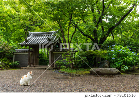 Yokohama Sankeien during the rainy season 79101516