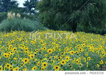 Flower of the sun Flower of the sun 79101519