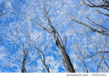 Fog ice forest 79101832