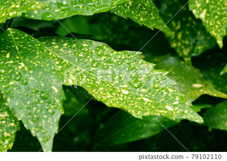 Filia Oki (with water drops after rain) 79102110