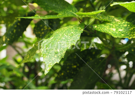 Filia Oki (with water drops after rain) Filia Oki (with water drops after rain) 79102117