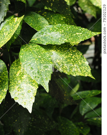 Filia Oki (with water drops after rain) Filia Oki (with water drops after rain) 79102129