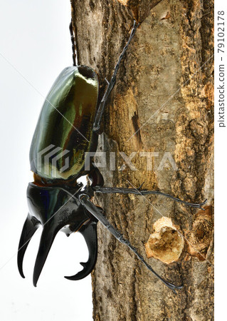 Caucasian monkey 79102178