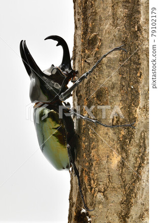 Caucasian monkey 79102179