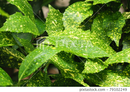 Filia Oki (with water drops after rain) Filia Oki (with water drops after rain) 79102249