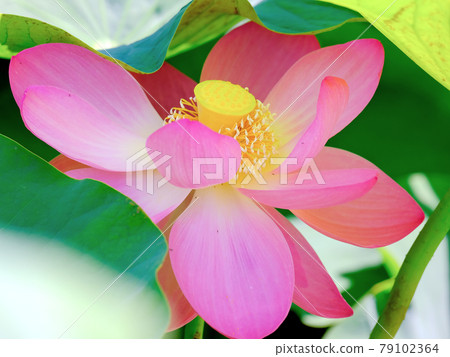 Shadow flowers Shadow flowers 79102364