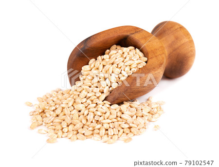 Pearl barley grains in wooden scoop, isolated on white background. Barley seed close up. 79102547