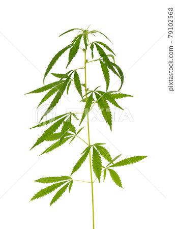 Marijuana plant isolated on white background. Hemp leaf close up. Cannabis green leaf. 79102568