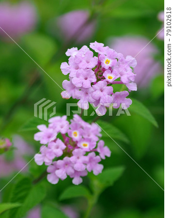 Lantana (Trailing lantana natural texture) Lantana (Trailing lantana natural texture) 79102618