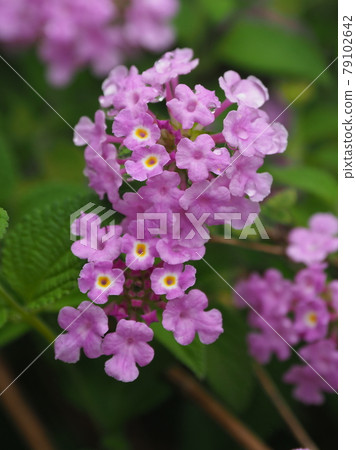 Lantana (Trailing lantana natural texture) 79102642