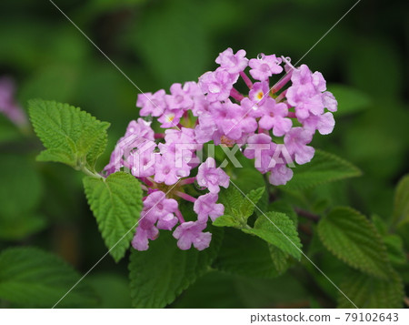 Lantana (Trailing lantana natural texture) 79102643