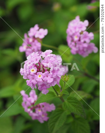 Lantana (Trailing lantana natural texture) 79102644