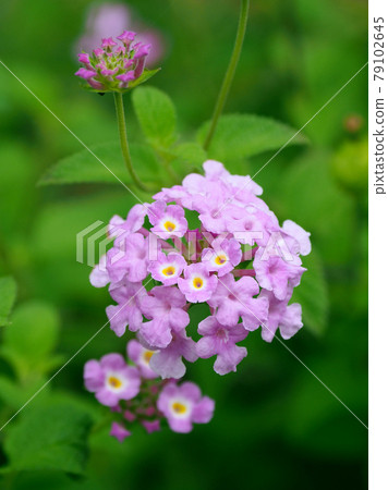 Lantana (Trailing lantana natural texture) 79102645