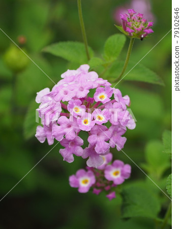Lantana (Trailing lantana natural texture) 79102646