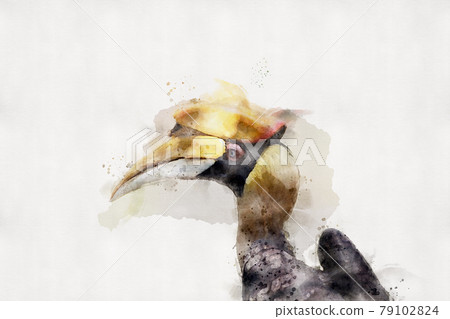 Hornbill on a white background. Watercolor style. 79102824