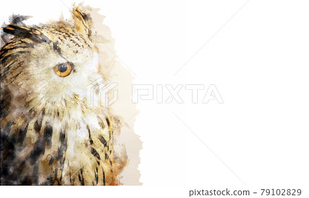 Portrait of yellow eye owl isolated on white background. Watercolor style. Portrait of yellow eye owl isolated on white background. Watercolor style. 79102829