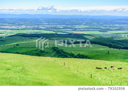 藍天Naitai高地大農場 79102936