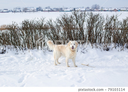 Large white labrador golden retriever dog in winter landscape runs in the snow. Large white labrador golden retriever dog in winter landscape runs in the snow. 79103114