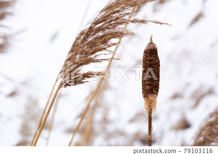 Pampas grass branches on the background of winter nature. 79103116