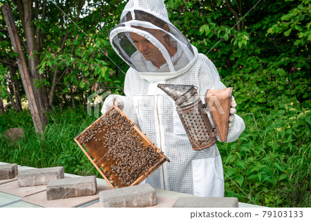 woman with a wax frame with bees in beekeeping 79103133