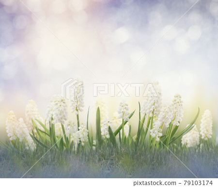 white muscari flowers 79103174