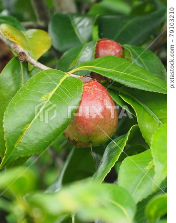 山茶花堅果 79103210