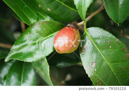 山茶花堅果 山茶花堅果 79103228
