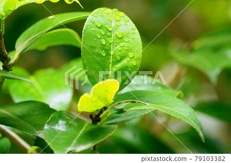 Leaf after rain (camellia leaf) 79103382
