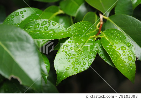 Leaf after rain (camellia leaf) 79103398