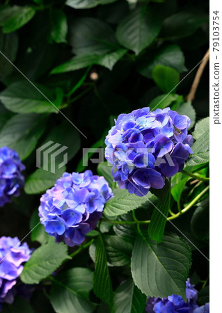 Hydrangea of Suo Amidaji Temple 79103754