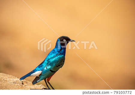 Blue bird inhabiting safari Blue bird inhabiting safari 79103772