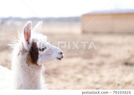 Cute animal alpaka lama on farm outdoors 79103828